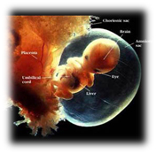8-week Fetus